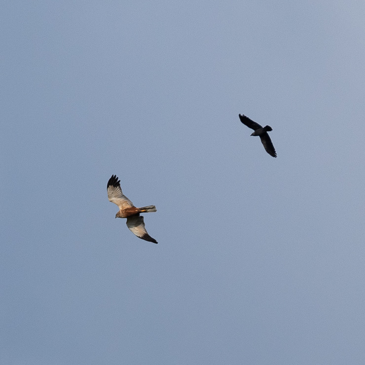 Western march harrier - bullied by a Hooded crow